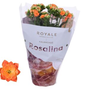 Kalanchoe blossfeldiana Rosalina Do Kalanchoe Rosalina 12cm Royale Pedro orange
(10 Plants/Order)(12cmP 27cmH)