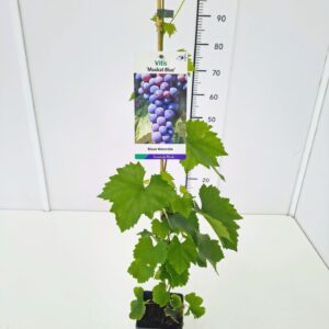 Vitis other white Vitis 'Muscat Blue' 80CMC2
(10 Plants/Order)(17cmP 100cmH)
