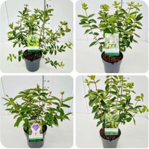 Lonicera xylosteoides Lonicera mix 40-50C5
(1 Plants/Order)(23cmP 60cmH)