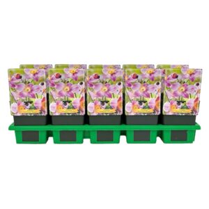 Anemone hupehensis Praecox
(10 Plants/Order)(11cmP 25cmH)