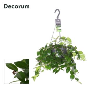 Aeschynanthus Mona Lisa Aeschynanthus Mona Lisa zonder Flower (6 Plants/Order)(17cmP 25cmH)
