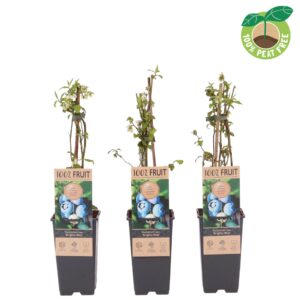 Vaccinium corymbosum Brigitta Blue', P15
(10 Plants/Order)(15cmP 40cmH)