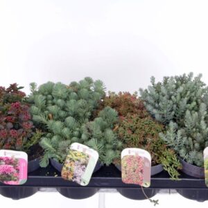 Sedum other mix in tray
(8 Plants/Order)(13cmP 15cmH)