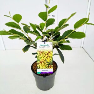 Hamamelis x intermedia Arnold Prom Hamamelis int. 'Arnold Promise' 50-60C7
(1 Plants/Order)(25cmP 60cmH)