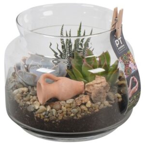 Succulenten PTSU8415 Arrangement Succulenten in glazen vaas
(6 Plants/Order)(16cmP 17cmH)