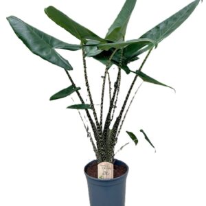 Alocasia zebrina
(1 Plants/Order)(21cmP 90cmH)