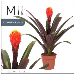 Guzmania Tala Rockyflower 12cm Mimesis
(10 Plants/Order)(12cmP 43cmH)