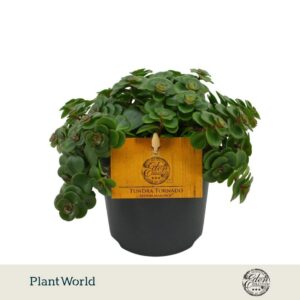 Sedum makinoi Tornado Tornado 10,5cm
(10 Plants/Order)(10.5cmP 15cmH)