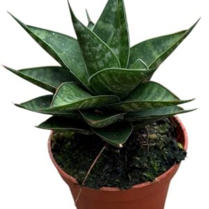 Sansevieria other Prabu
(20 Plants/Order)(6cmP 5cmH)