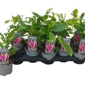 Magnolia Susan
(10 Plants/Order)(12cmP 35cmH)