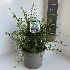 Ceanothus thyrsiflorus Millerton Point'
(1 Plants/Order)(23cmP 45cmH)
