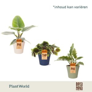 Indoor plants gem. green 4 Types Island Saver in Pot coco
(6 Plants/Order)(14cmP 40cmH)