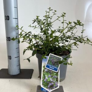 Ceanothus thyrsiflorus var. repens
(1 Plants/Order)(19cmP 30cmH)