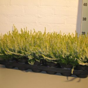 Calluna Beauty-Ladies Ladies yellow
(18 Plants/Order)(9cmP 15cmH)