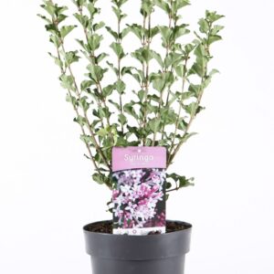 Syringa meyeri Palibin P21/C4.6
(1 Plants/Order)(21cmP 45cmH)
