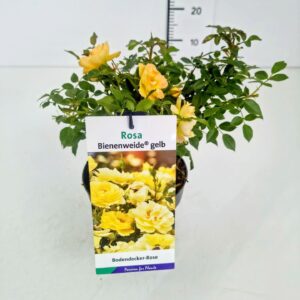 Rosa mixed Rosa 'Bienenweide' dark yellow PBR EtiketC1.5
(1 Plants/Order)(14cmP 30cmH)