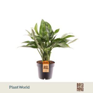 Aglaonema Maria
(10 Plants/Order)(12cmP 30cmH)