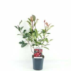 Photinia fraseri Red Robin
(6 Plants/Order)(17cmP 40cmH)