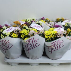 Chrysanthemum Rossi Elle Fleur mixed per Pot
(6 Plants/Order)(14cmP 28cmH)