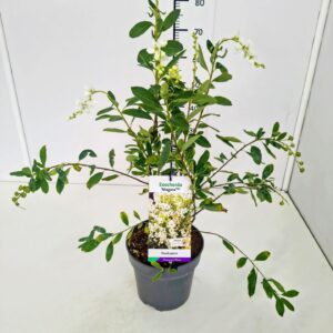 Exochorda Niagara Exochorda r. 'Niagara' 50-60C5
(1 Plants/Order)(23cmP 70cmH)