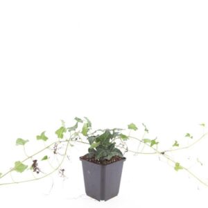Hedera helix
(12 Plants/Order)(9cmP 15cmH)
