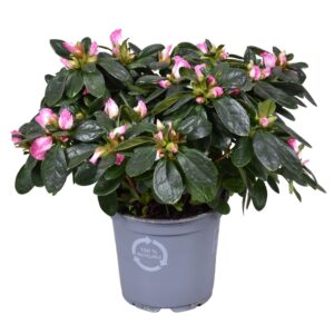 Rhododendron Hulsten Azalea Vogel roze/wit 12cm
(8 Plants/Order)(12cmP 25cmH)