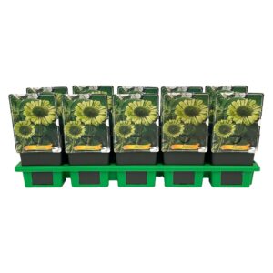 Echinacea other Green Jewel' P11
(10 Plants/Order)(11cmP 25cmH)