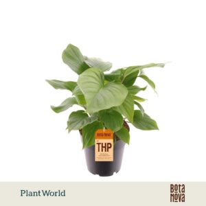 Homalomena Maggy rubescens
(7 Plants/Order)(14cmP 40cmH)