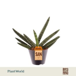 Sansevieria Cylindrica Skyline Dubble
(8 Plants/Order)(10.5cmP 40cmH)