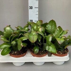 Rhipsalis Rhipsalis Rubra
(9 Plants/Order)(11cmP 20cmH)