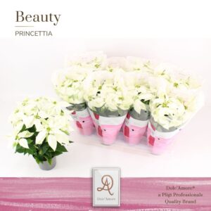 Euphorbia Princettia Pearl Pure White P12 Dolc'Amore® Beauty
(8 Plants/Order)(12cmP 31cmH)