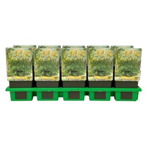 Trollius Golden Queen chinensis P11 
(10 Plants/Order)(11cmP 25cmH)
