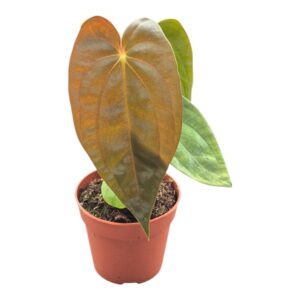 Anthurium Leaf Papillaminum Guna Yala x BVEP
(2 Plants/Order)(7cmP 15cmH)