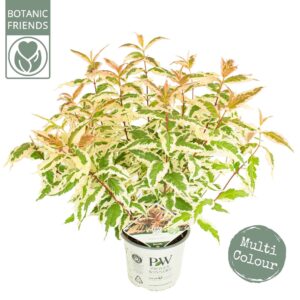 Diervilla splendens Kodiak® 'Mixx'
(1 Plants/Order)(19cmP 40cmH)