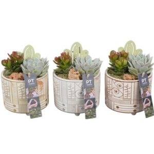 Succulenten PTSU8479 Arrangement in Ceramics Pot
(6 Plants/Order)(12cmP 18cmH)