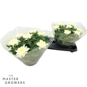 Chrysanthemum Cosmo White Deco white Schaal 23cm 7pp
(2 Plants/Order)(23cmP 32cmH)