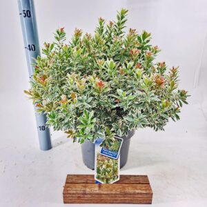 Pieris jap. ‘Little Frosty’ PBR
(1 Plants/Order)(23cmP 45cmH)