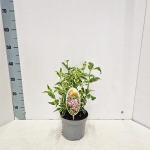 Weigela florida Variegata
(1 Plants/Order)(17cmP 35cmH)