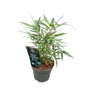 Fargesia other One Boo™ P10
(9 Plants/Order)(10cmP 20cmH)