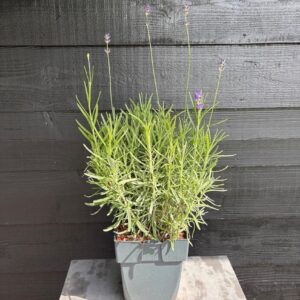 Lavandula angustifolia Munstead
(6 Plants/Order)(17cmP 35cmH)