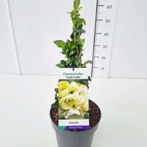 Chaenomeles speciosa Yukigoten Chaenomeles sup. 'Youki Gotin' 40-50C5
(1 Plants/Order)(22cmP 50cmH)