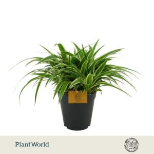 Chlorophytum Ocean
(3 Plants/Order)(15cmP 35cmH)