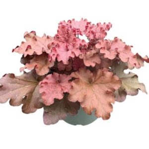 Heuchera sanguinea Indian Summer 'Cranberry'
(1 Plants/Order)(17cmP 30cmH)
