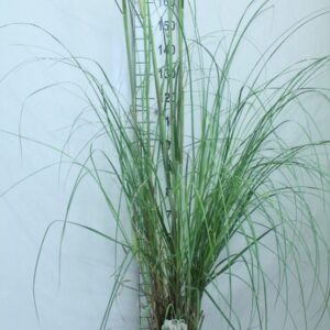 Cortaderia selloana
(1 Plants/Order)(29cmP 200cmH)