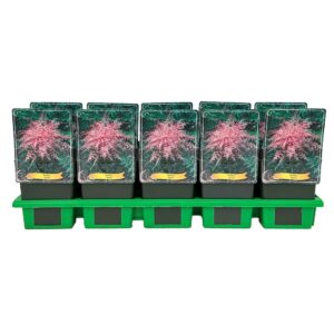 Astilbe Sprite Simplicifolia P11
(10 Plants/Order)(11cmP 25cmH)