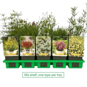 Coreopsis verticillata mix laag P11
(10 Plants/Order)(11cmP 25cmH)