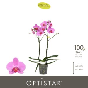 Phalaenopsis other pink (enkele ta Optistar Yoko 2 spike
(6 Plants/Order)(12cmP 60cmH)