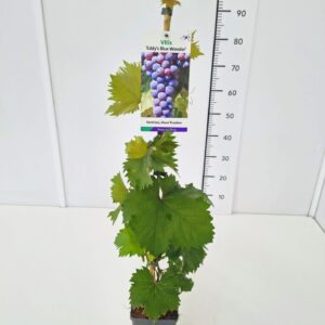 Vitis other white Vitis 'Eddy's Blue Wonder' 80CMC2
(10 Plants/Order)(17cmP 100cmH)