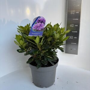 Rhododendron Goldflimmer ponticum
(1 Plants/Order)(23cmP 40cmH)