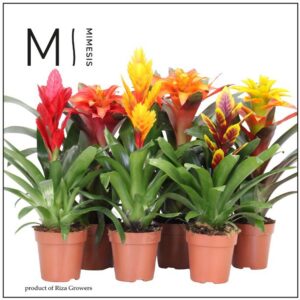 Bromelia Stylish 12cm Mimesis
(10 Plants/Order)(12cmP 45cmH)